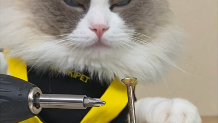 Teknik-teknik khusus tukang kayu yang jarang diketahui—aku bakal ajarin kamu!