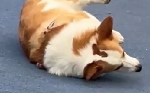 Anjing berkaki pendek ini susah banget, udah kelelep semua nih!