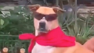 Vương Vô Địch Hủy Diệt