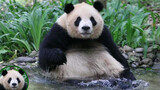 Qiyi taking a bath is just too cute. Tourists are spellbound by the cuteness