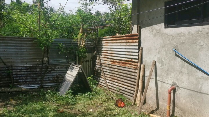 My backyard