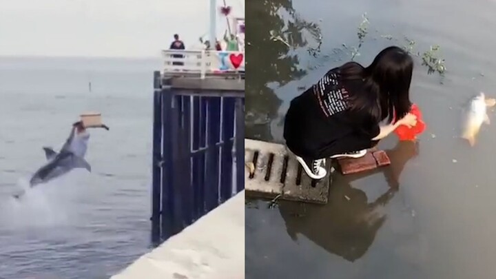 حصر أشهر المواقف المحرجة لإطلاق الكائنات الحية من قبل البشر: سمك الشبوط يعود إلى البحر وروحه تعود إل