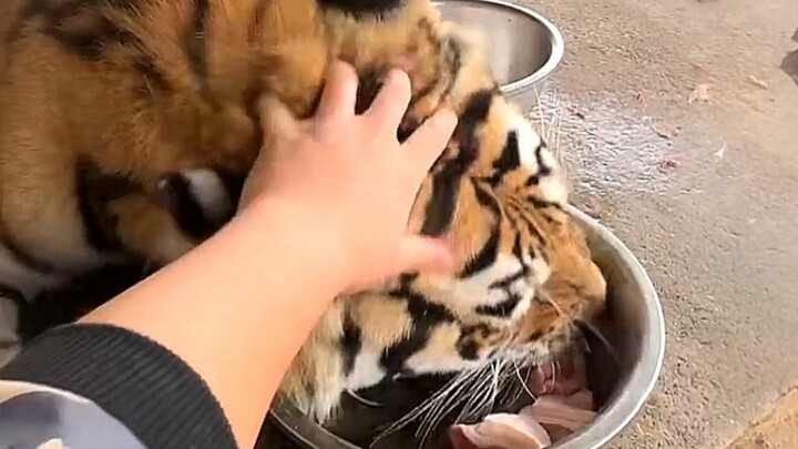Cô gái quá thân thiết, cứ rúc vào lòng Yến Tử mãi