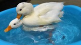[Animals]Dating site of pet duck
