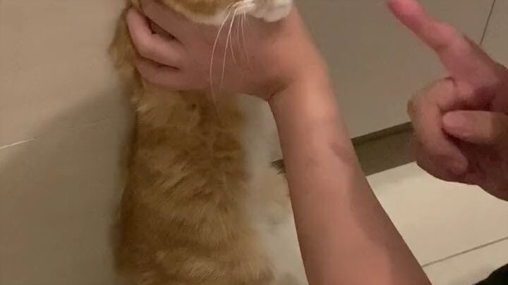 Kalian bilang ini kucing pelatihan sastra atau kucing pelatihan bela diri?