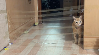 เมื่อฉันตั้งอุปสรรคทดสอบลูกแมวสองตัวที่บ้าน แนวคิดในการห่อผ้าก็แน่นอนว่า……