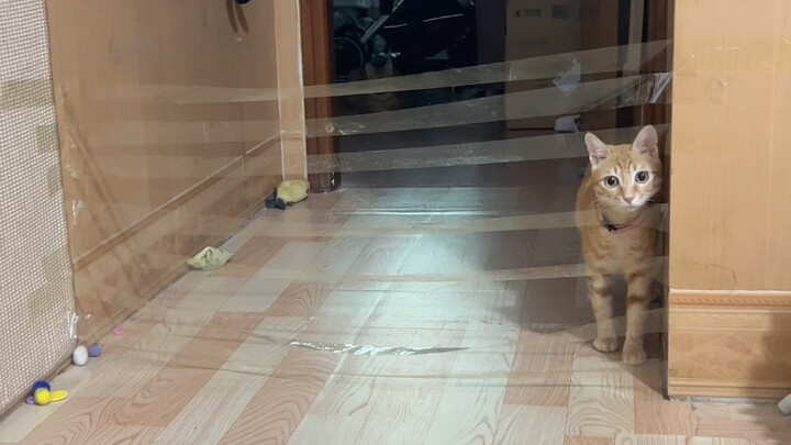 Khi tôi đặt chướng ngại vật tại nhà để thử hai chú mèo con, suy nghĩ về việc bọc chăn quả nhiên là……