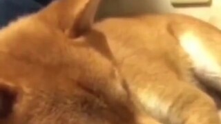 This toy might become its lifelong friend.