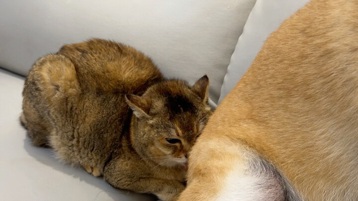 What Happens When You Bathe a Dog With Catnip?