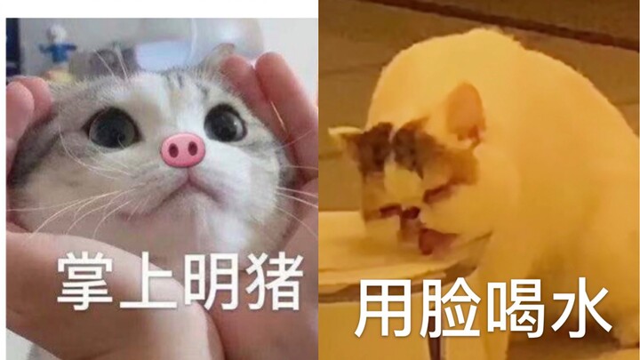 Chủ nhân và bạn đồng hành của chú mèo con đều hơi bất thường...