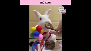 [Vietsub] Thỏ ASMR | Ổ nhỏ của Hoài