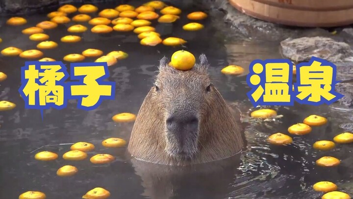 Capybara Balancing an Orange