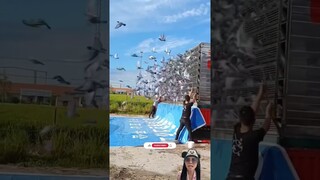 Burung Bebas ⁉️ #funny #funnyvideos #pomni #comedy #shortvideo
