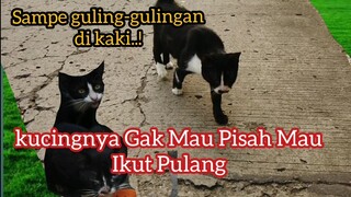 Nasib Kucing Liar Yang Terlantar Di Jalan Pas Ketemu Gak Mau Pisah | kubunya Kucing Batman Begini.!