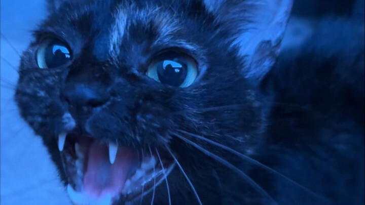 Today I got scolded by the cat mom again—so what if I just picked up a little bit of your cat...