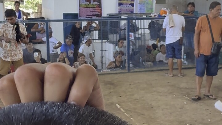 Bien unido 3hits- FIGHT FOR CHAMP PAPA M