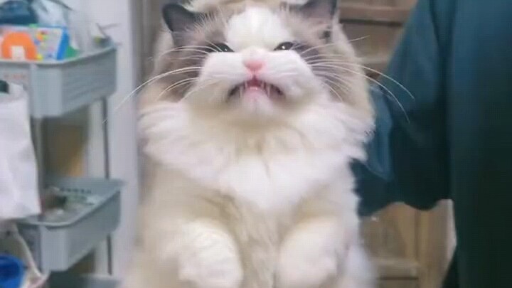 Cat: I'm going to fight you!