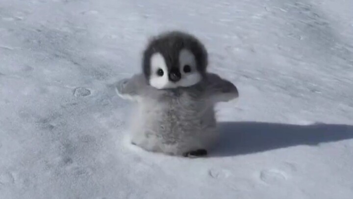 Trong mắt chim cánh cụt, con người chỉ là một phiên bản to hơn của chính chúng!