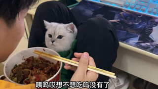 Mèo ở trường đại học, được đưa vào ký túc xá