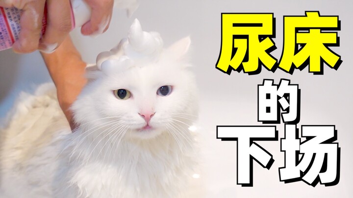 Baru pindah ke rumah baru, kucing langsung pipis di sofa—tuan rumah: Bagus, semuanya harus mati!