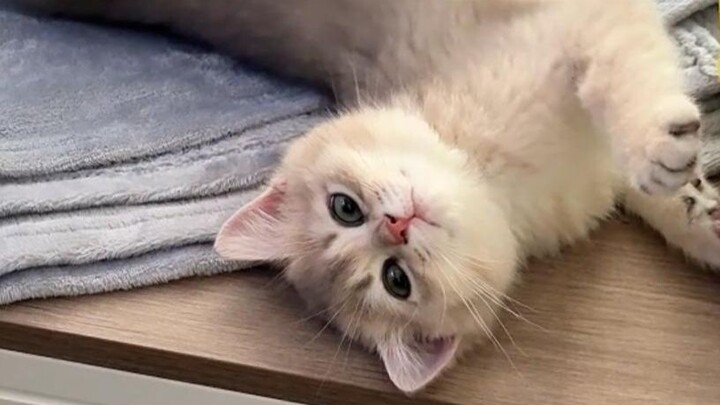 Bought a big mansion for the kitten