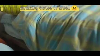 amazing his sense of smell
