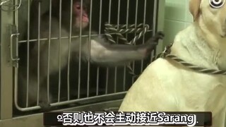 A monkey who has been bullied and abused has lost his pursuit of life. He hides in an iron cage all 