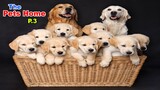 Funny Puppies And Cute Puppy Videos Compilation 🐶The Pets Home P3