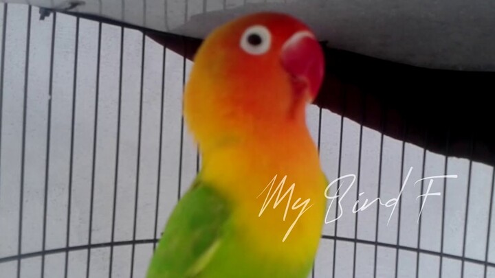 COBA Suar LOVEBIRD ini UNTUK PANCING Paud BETINA, Lihat setelah 1 menit, LOVEBIRD Dijamin NGEKEK TEL