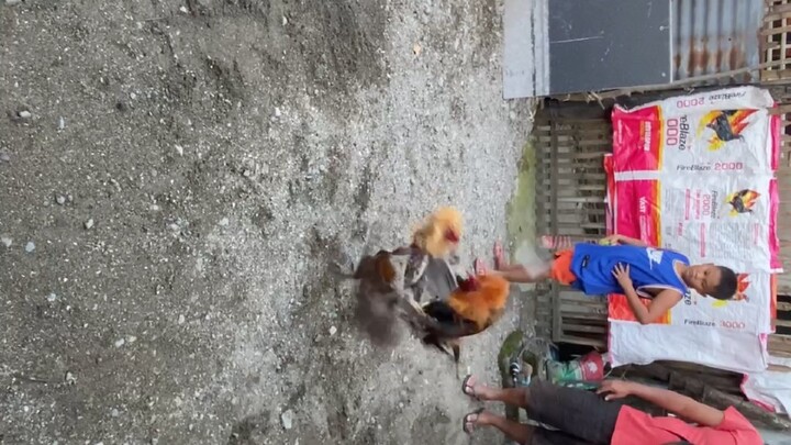 Possum sweater vs bulik naki spar lang ang kapit bahay , #backyard lang saklam