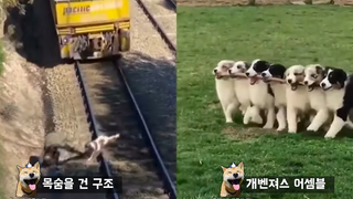 หนุ่มโดดลงรางรถไฟเพื่อช่วยหมา