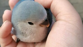 小蓝鸟