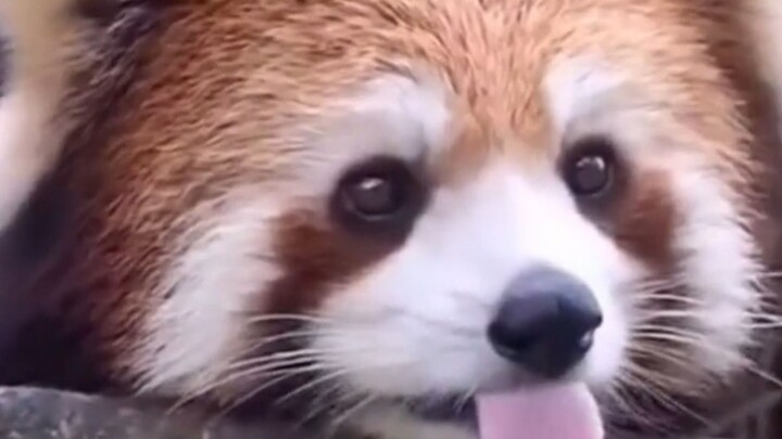 Red panda and raccoon: the differences