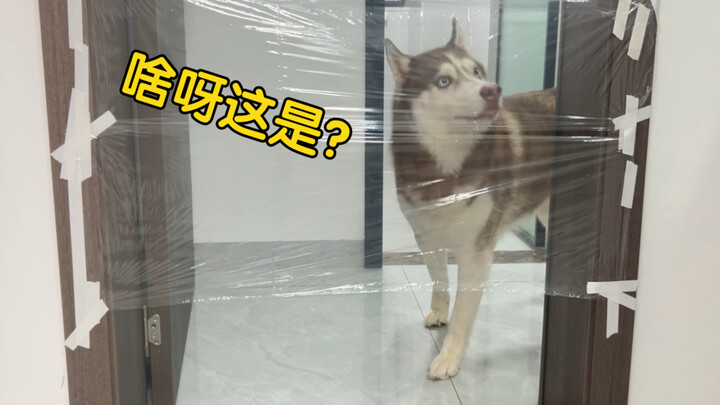 When the doggy is stopped by a cling-film wall, Husky vs. Border Collie—who dares to go through?