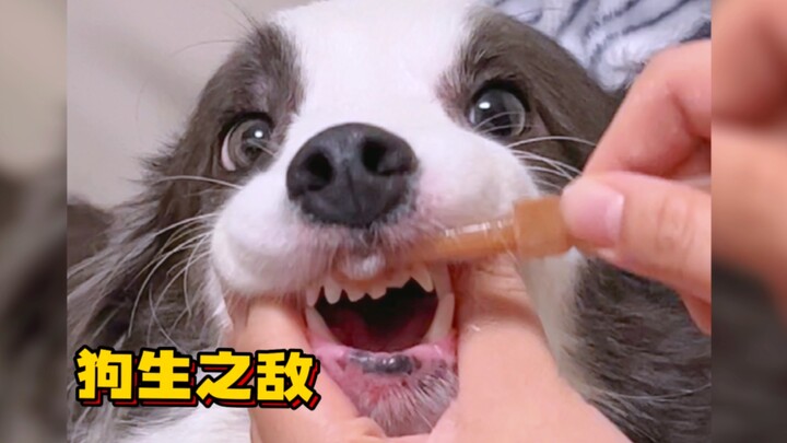 Sepanjang hidup seorang Border Collie, pasti akan ada beberapa musuh...