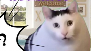 [Amway Treasure Major｜Cat meme] What? Accepted to Home Economics?!