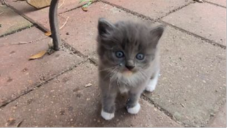 Cho mấy chú mèo con ăn ở sau nhà <3