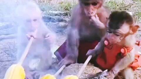 Baby monkey and mother monkey eating roasted corn