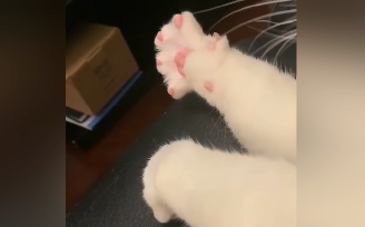 แมว: เจ้านาย ฉันขอสาวสวยห้าคน!