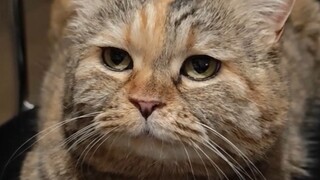 麻麻请我吃空气