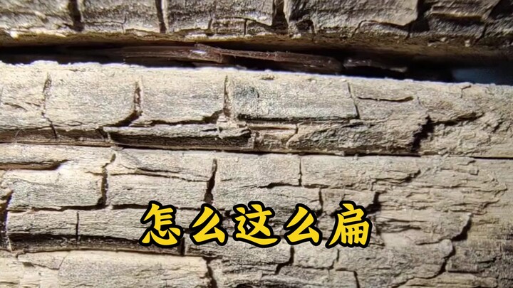 【Rare Flat Spider】The flattest spider in China