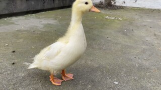 I bought a new online home for my Call duck, but it wasn't happy with it after just a short time.