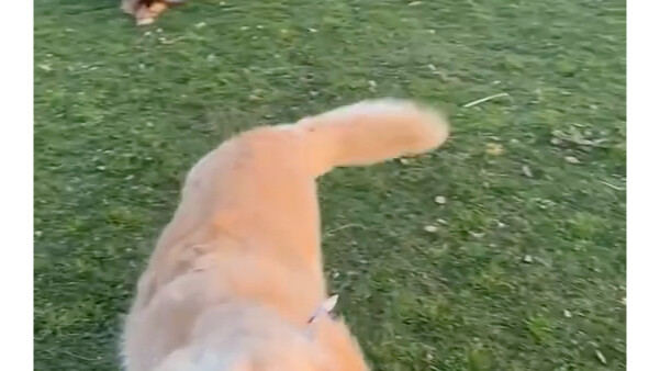 Người tốt, chó cũng tốt! Mỗi lần chủ nhân chơi trò bắt bóng với hai chú chó, anh luôn ném một quả bó