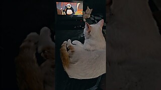 Cat Adorably Asks to Watch Kung Fu Panda 4
