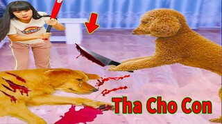 Thú Cưng TV | Cô cô và Sầu riêng #9 | Chó Golden Gâu Đần thông minh vui nhộn | Pets cute smart dog