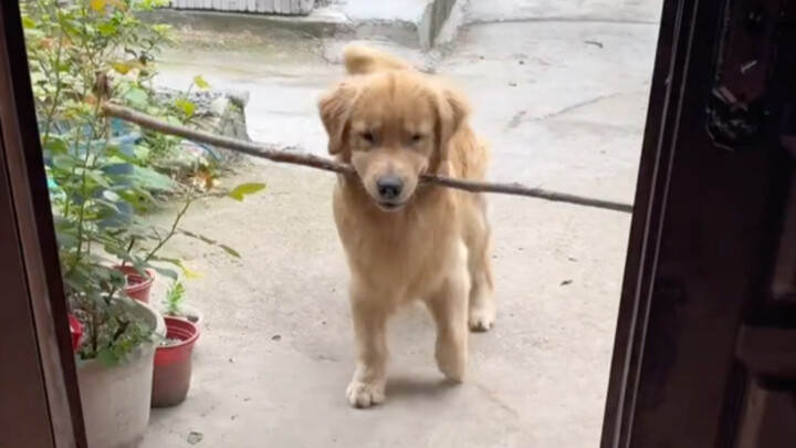 "What kind of people are raising these goofy dogs anyway?"