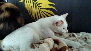 When cat feels boredom 😂