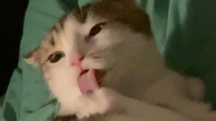 它沉浸在自己的手手无法自拔