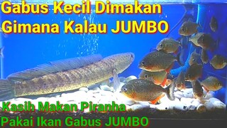 Piranha Dikasih Gabus Jumbo - Kasih Makan Ikan Piranha