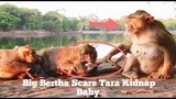 Big Bertha Scare Tara Kidnap and Mistreat Her Baby, Baby Monkey PULL By Mum Can't Move